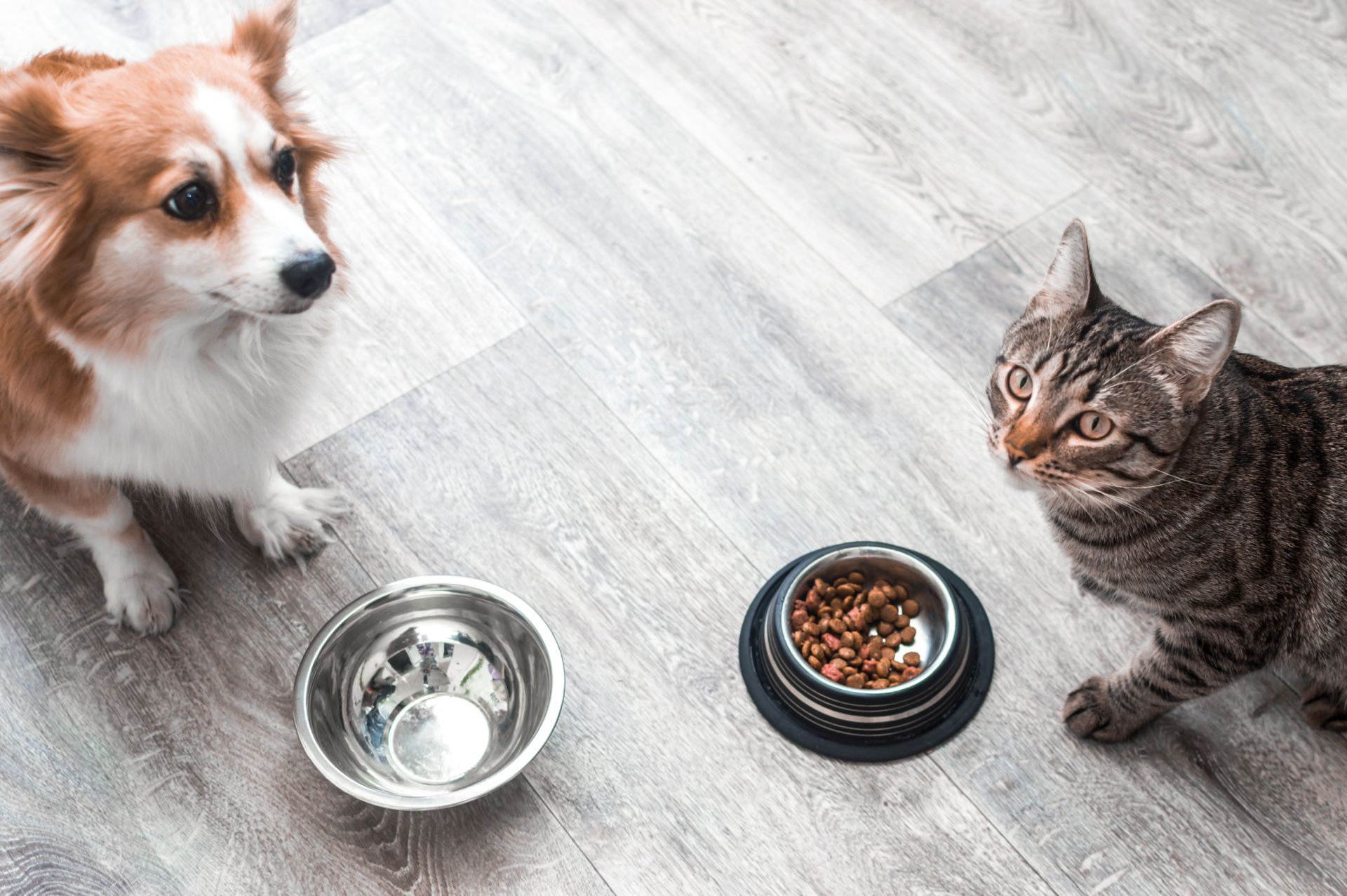 Hund und Katze vor einem Wassernapf und einem gefüllten Fressnapf